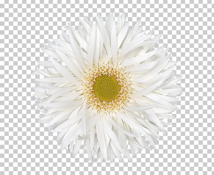 Common Daisy Open Portable Network Graphics PNG, Clipart, Annual Plant, Aster, Brocade, Chrysanths, Common Daisy Free PNG Download