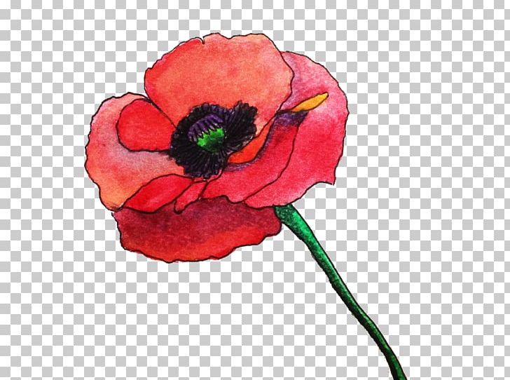 Common Poppy Flower Watercolor Painting Remembrance Poppy PNG, Clipart, Anzac Day, Color, Common Poppy, Coquelicot, Crayon Free PNG Download
