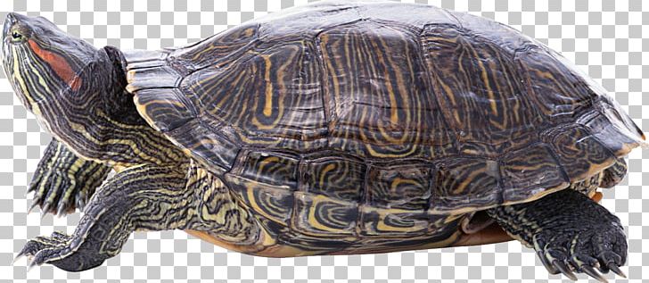 Sea Turtle Reptile Tortoise PNG, Clipart, Animals, Box Turtle, Box Turtles, Chelydridae, Common Snapping Turtle Free PNG Download