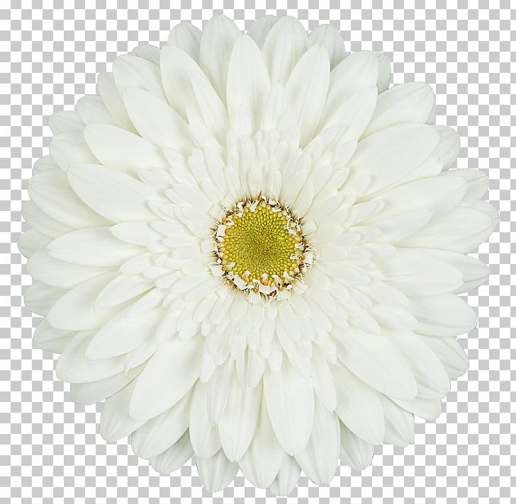 Transvaal Daisy Cut Flowers Carnation Rose PNG, Clipart, Asterales, Carnation, Chrysanths, Color, Common Daisy Free PNG Download