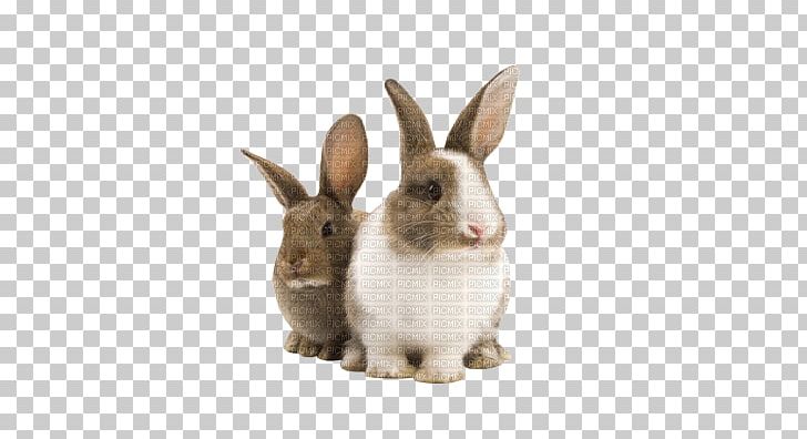 Domestic Rabbit Holland Lop Pet Hutch PNG, Clipart, Animal, Animal Breeding, Animals, Bunny, Bunny Rabbit Free PNG Download