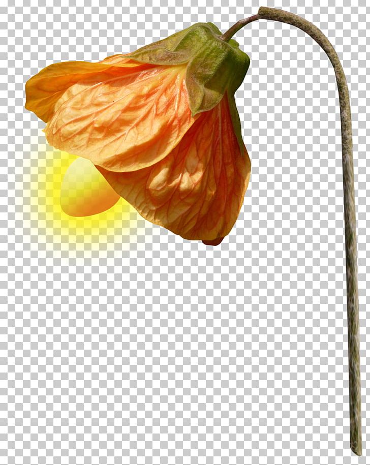 Lamp Light Lantern PNG, Clipart, Computer Icons, Download, Encapsulated Postscript, Flower, Lamp Free PNG Download