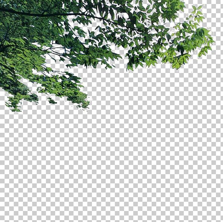 Tree Landscape Euclidean PNG, Clipart, Branch, Design, Encapsulated Postscript, Euclidean Vector, Foreground Tree Free PNG Download