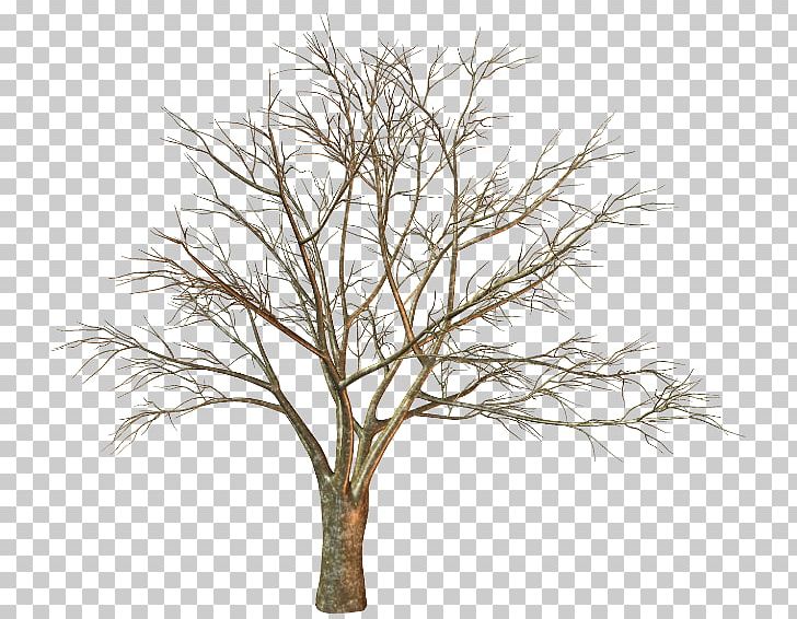 Twig Tree Trunk Branch Quercus Suber PNG, Clipart, Agac, Bonsai, Branch, English Oak, Nature Free PNG Download