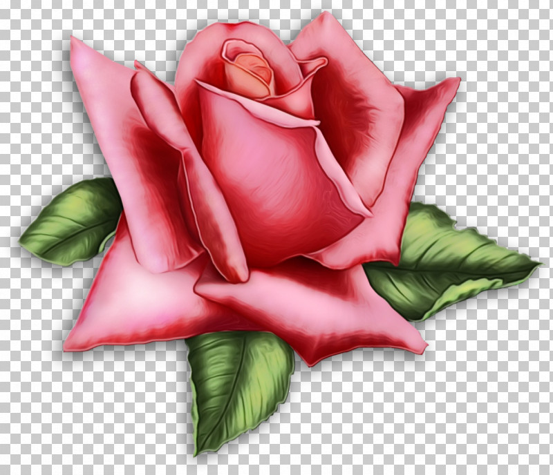 Garden Roses PNG, Clipart, Flower, Garden Roses, Hybrid Tea Rose, Paint, Petal Free PNG Download