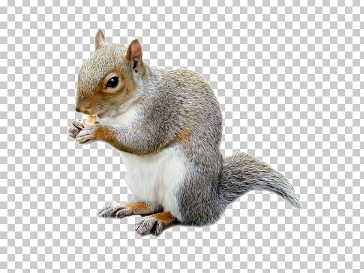 Fox Squirrel Rat Mouse Rodent PNG, Clipart, Animal, Animals, Company, Crest Pest Control Ltd, Eastern Gray Squirrel Free PNG Download