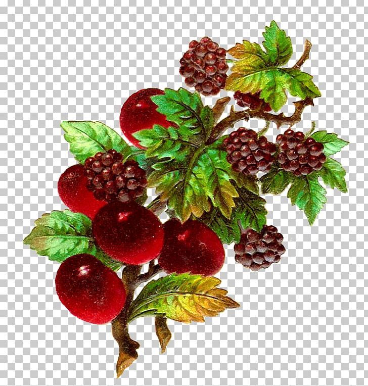 Fruit Blackberry PNG, Clipart, Berries, Berry, Blackberry, Blog, Boysenberry Free PNG Download
