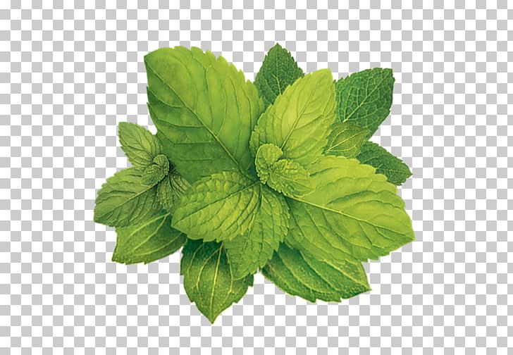 Saint Petersburg Peppermint Tobacco Plants PNG, Clipart, Basil, Digital Image, Encapsulated Postscript, Herb, Herbalism Free PNG Download