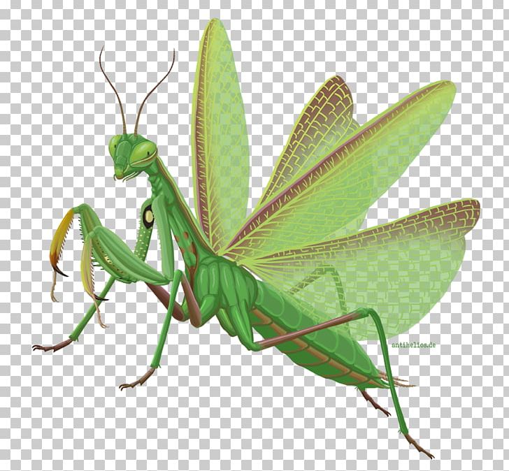 European Mantis Insect Infographic Locust PNG, Clipart, Animal, Animals, Arthropod, European Mantis, Game Free PNG Download