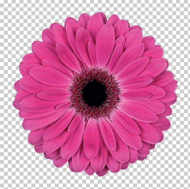 Flower Common Daisy Daisy Family Stock Photography Petal PNG, Clipart, Artificial Flower, Chrysanthemum, Chrysanths, Common Daisy, Cut Flowers Free PNG Download