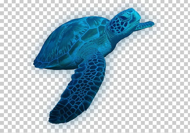 Loggerhead Sea Turtle Leatherback Sea Turtle Tortoise PNG, Clipart, Animals, Deep Sea Creature, Download, Electric Blue, Hardcover Free PNG Download