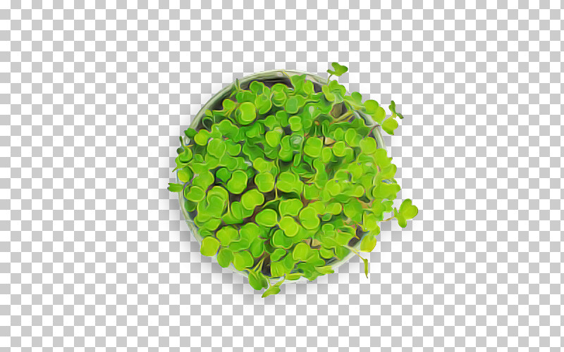 Leaf Vegetable Herb Vegetable PNG, Clipart, Herb, Leaf Vegetable, Vegetable Free PNG Download