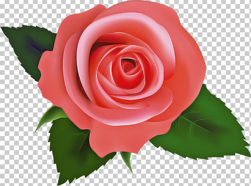 One Flower One Rose Valentines Day PNG, Clipart, Annual Plant, Artificial Flower, Camellia, China Rose, Cut Flowers Free PNG Download