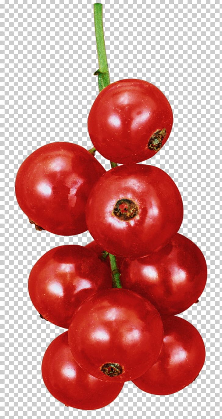 Расскажите детям о садовых ягодах Plum Tomato Currant Bush Tomato Berry PNG, Clipart, Accessory Fruit, Acerola, Acerola Family, Berry, Cherry Free PNG Download