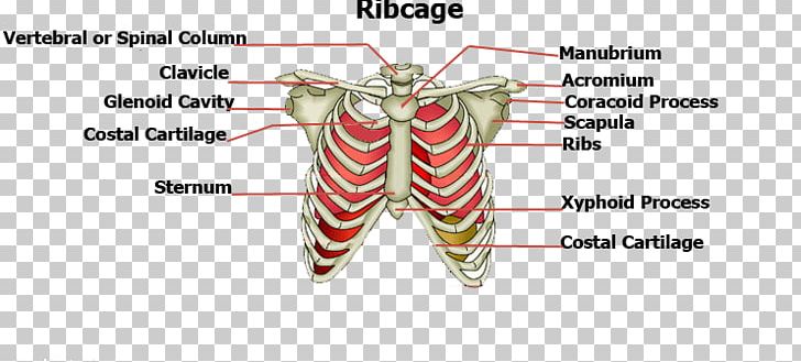Rib Cage Sternum Human Body Bone PNG, Clipart, Body, Body Structure, Bone, Ear, Heart Free PNG Download