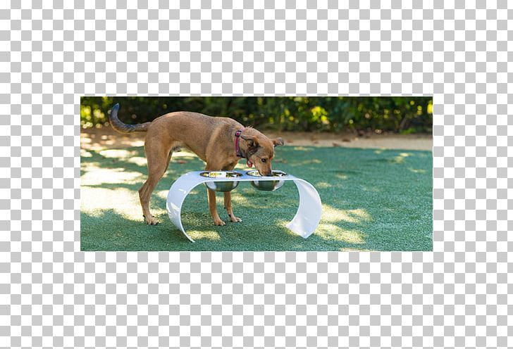 Dog Breed Rhodesian Ridgeback Whippet Sporting Group PNG, Clipart, Breed, Buffy The Vampire Slayer, Carnivoran, Cat, Dog Free PNG Download