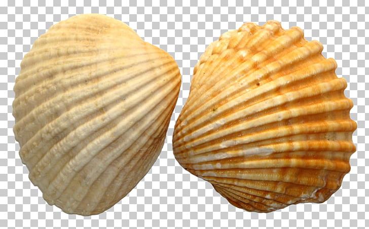 Seashell Royal Dutch Shell PNG, Clipart, Beach, Charonia, Clam, Clams Oysters Mussels And Scallops, Cockle Free PNG Download