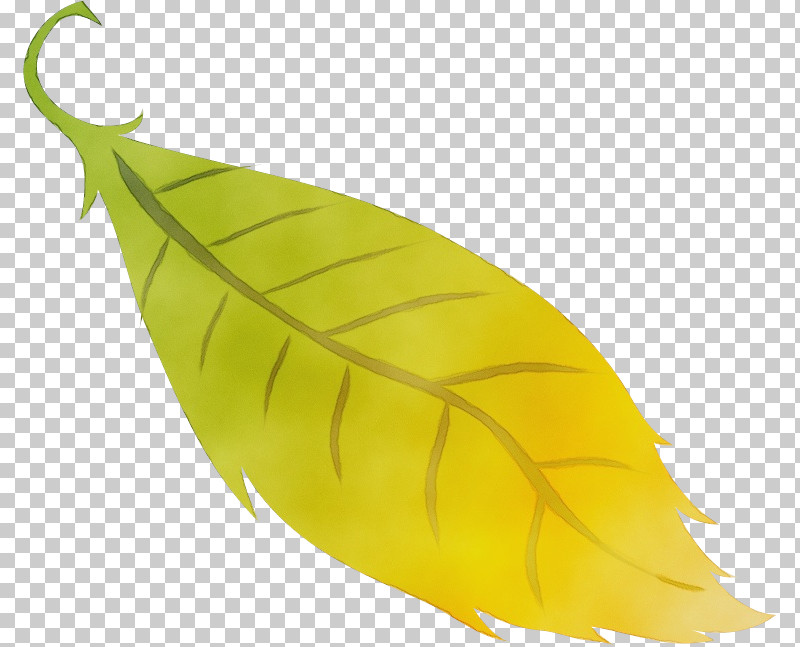 Leaf Yellow Plant Structure Biology Plants PNG, Clipart, Biology, Leaf, Paint, Plants, Plant Structure Free PNG Download