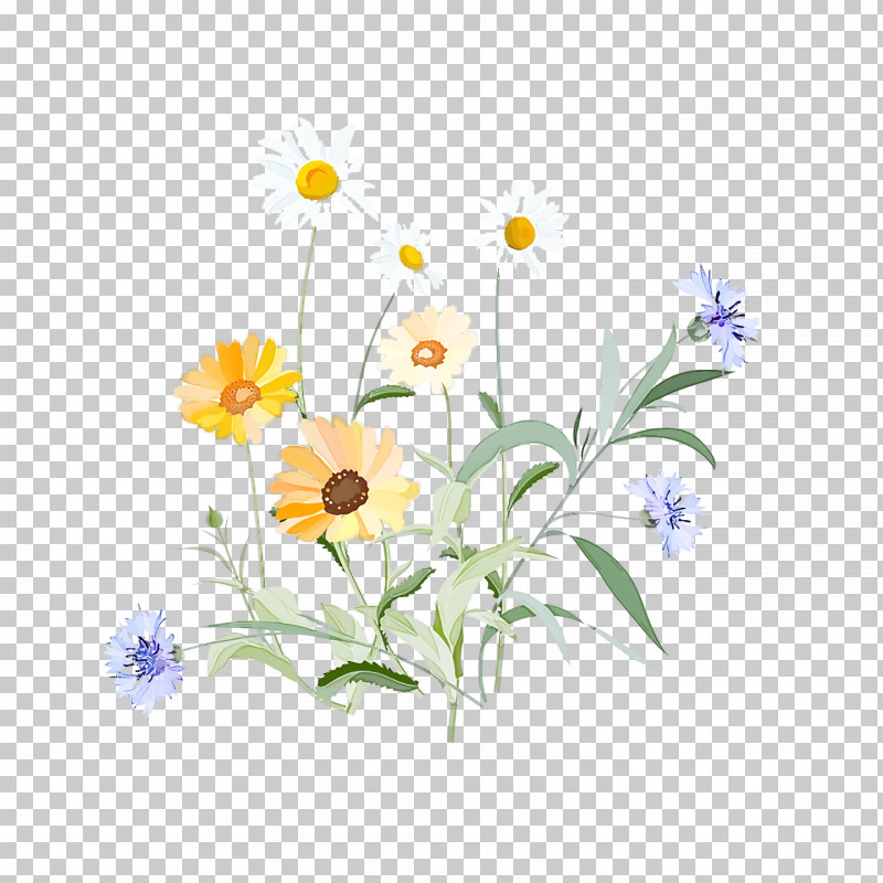 Spring PNG, Clipart, Aster, Camomile, Chamomile, Daisy, Daisy Family Free PNG Download