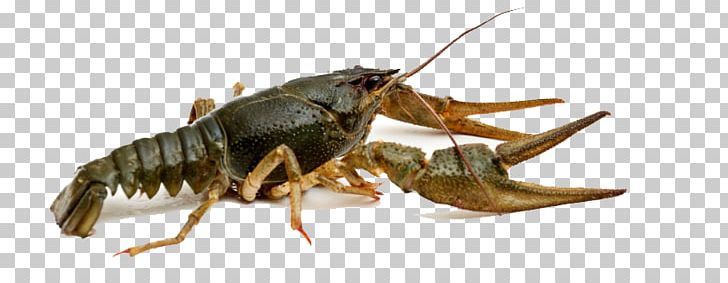 Crayfish Western Honey Bee Photography PNG, Clipart, American Lobster, Animal Source Foods, Arthropod, Austropotamobius Pallipes, Background Free PNG Download