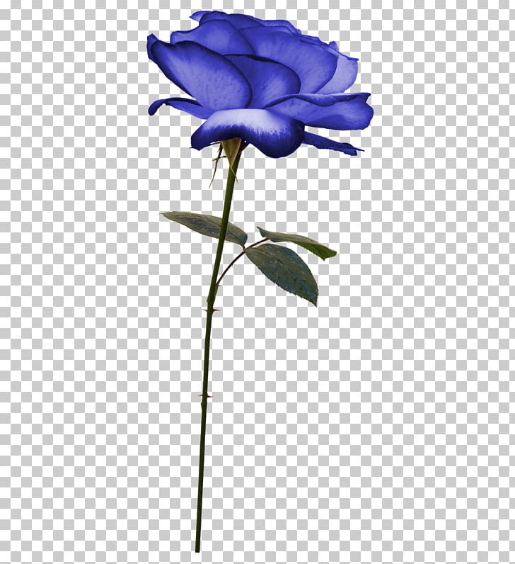 Flower PNG, Clipart, Blue, Branch, Bud, Cheval, Color Free PNG Download
