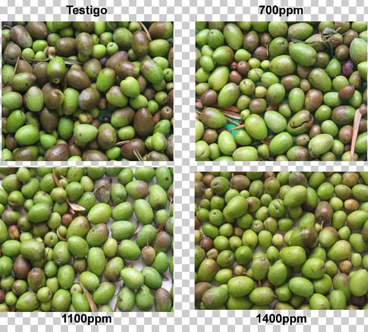 Food Olive Crop Legume Cold PNG, Clipart, Bean, Cold, Commodity, Crop, Food Free PNG Download