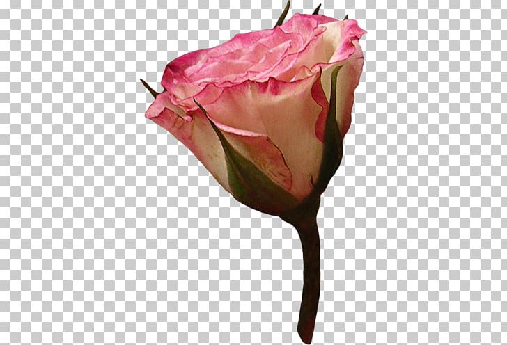 Garden Roses Cabbage Rose Pink Cut Flowers PNG, Clipart, Beyaz Guller, Bud, Cut Flowers, Desktop Wallpaper, Download Free PNG Download