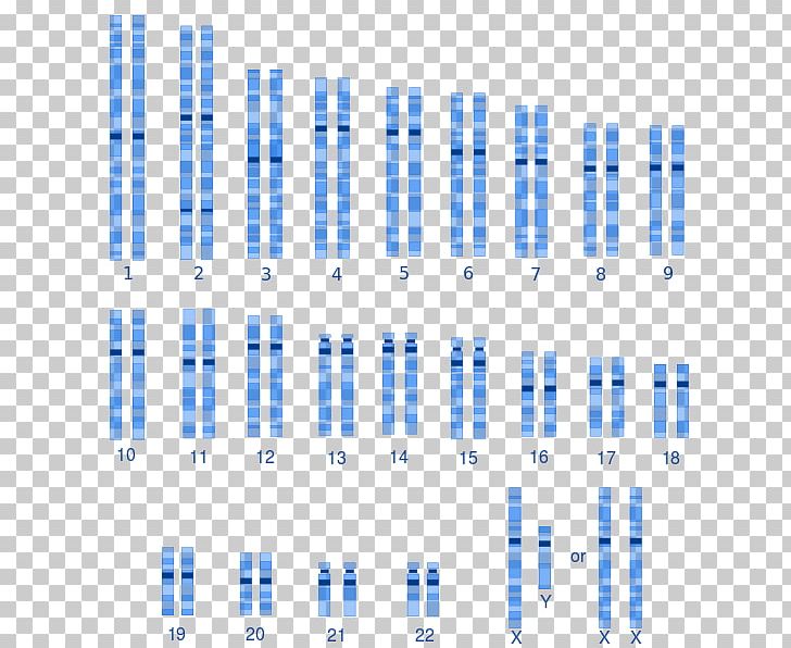 Karyotype Human Genetic Variation Human Genetics Human Variability Human Genome PNG, Clipart, Angle, Area, Biology, Blue, Chromosome Free PNG Download