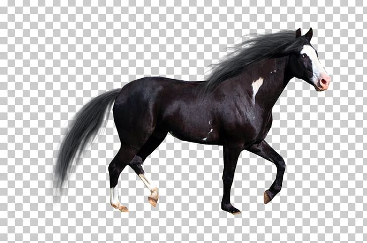 Stallion American Paint Horse Pintabian Drawing PNG, Clipart, American Paint Horse, Animaatio, Animal Figure, Art, Bridle Free PNG Download