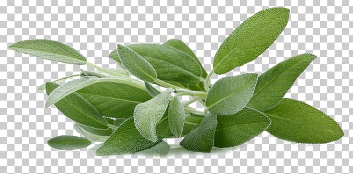 Common Sage Sage Of The Diviners Herb Aromatherapy Extract PNG, Clipart, Aromatherapy, Common Sage, Essential Oil, Extract, Fragrance Oil Free PNG Download