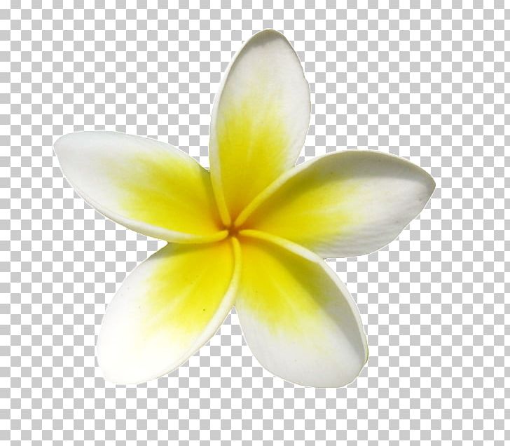 Frangipani Euclidean Icon PNG, Clipart, Computer Wallpaper, Download, Euclidean Vector, Flower, Flowers Free PNG Download