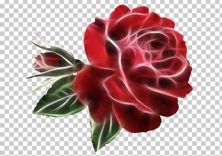 Garden Roses Cabbage Rose Cut Flowers Floral Design PNG, Clipart, Blue Rose, Carnation, Chamomile, Cut Flowers, Floral Design Free PNG Download