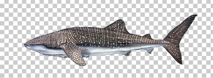 Graphics Whale Shark PNG, Clipart, Animal Figure, Cartilaginous Fish, Fauna, Fin, Fish Free PNG Download