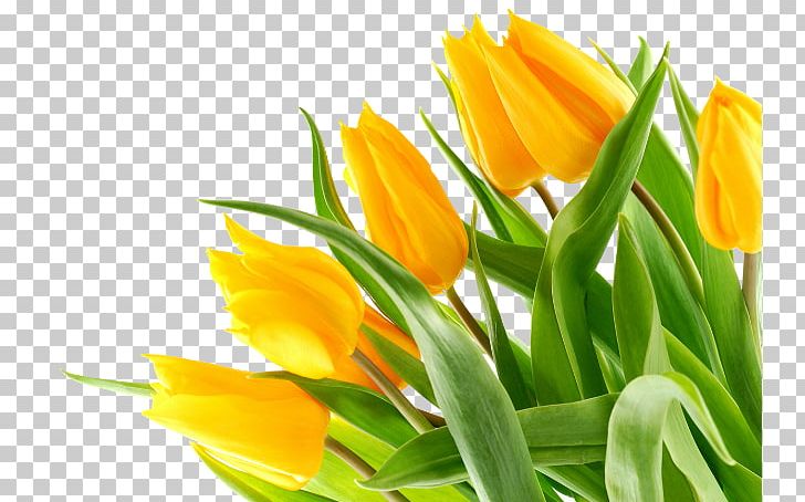 Black Tulip Yellow Flower Bouquet PNG, Clipart, Blue, Bud, Color, Cut Flowers, Floristry Free PNG Download