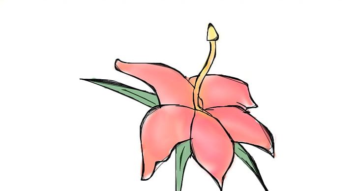 Flower Drawing PNG, Clipart, Art, Blog, Christmas In Hawaii, Color, Coloring Book Free PNG Download
