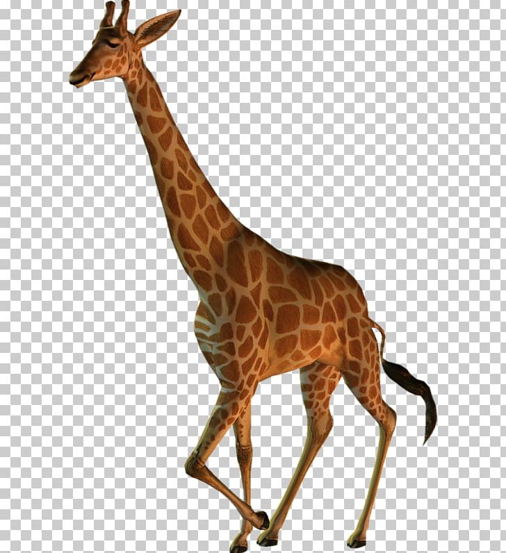 Northern Giraffe PNG, Clipart, Animal, Animals, Clip, Deer, Download Free PNG Download