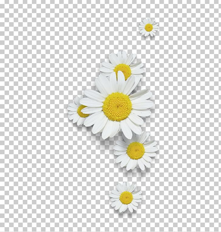 Common Daisy Chamomile PNG, Clipart, Chamaemelum Nobile, Chamomile, Chrysanths, Common Daisy, Computer Icons Free PNG Download