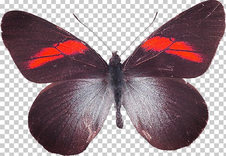 Butterfly Moth PNG, Clipart, Arthropod, Black, Blue Butterfly, Brush Footed Butterfly, Butterflies Free PNG Download