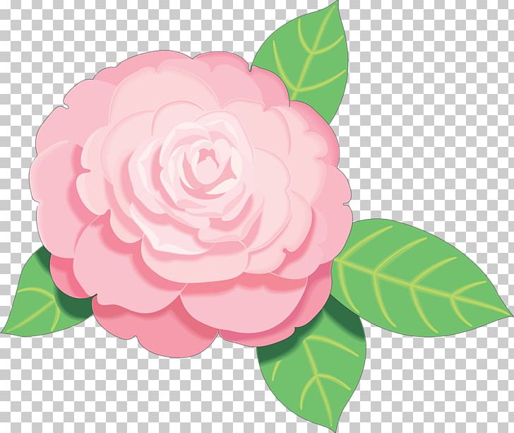 Pink Flowers Free Rose PNG, Clipart, Camelia, Camellia, Camellia Sasanqua, Desktop Wallpaper, Floral Design Free PNG Download