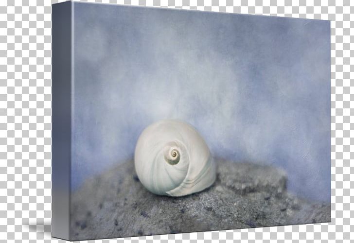 Snail Gastropods Seashell Stock Photography PNG, Clipart, Animals, Gastropods, Photography, Seashell, Slug Free PNG Download