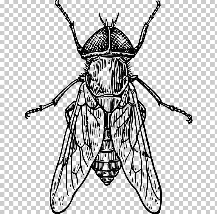 Beetle Drawing Line Art PNG, Clipart, Art, Arthropod, Artwork, Bee, Beetle Free PNG Download