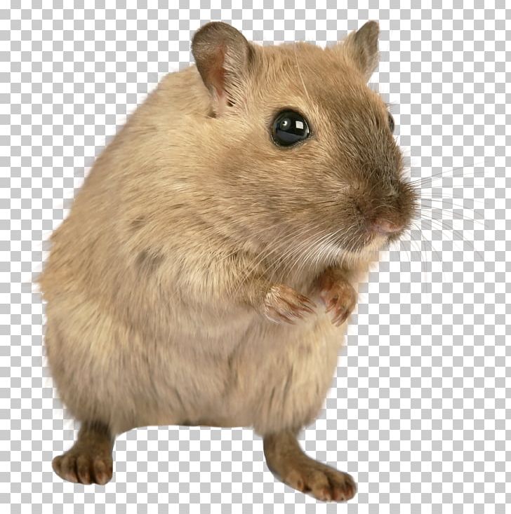Brown Rat Mount Bosavi Rodent Laboratory Rat PNG, Clipart, Animals, Animation, Brown Rat, Computer Icons, Computer Mouse Free PNG Download