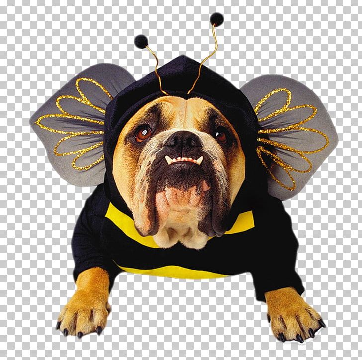 Bulldog Pet Halloween Costume Halloween Costume PNG, Clipart, Animals, Baby Clothes, Carnivoran, Cloth, Clothes Hanger Free PNG Download