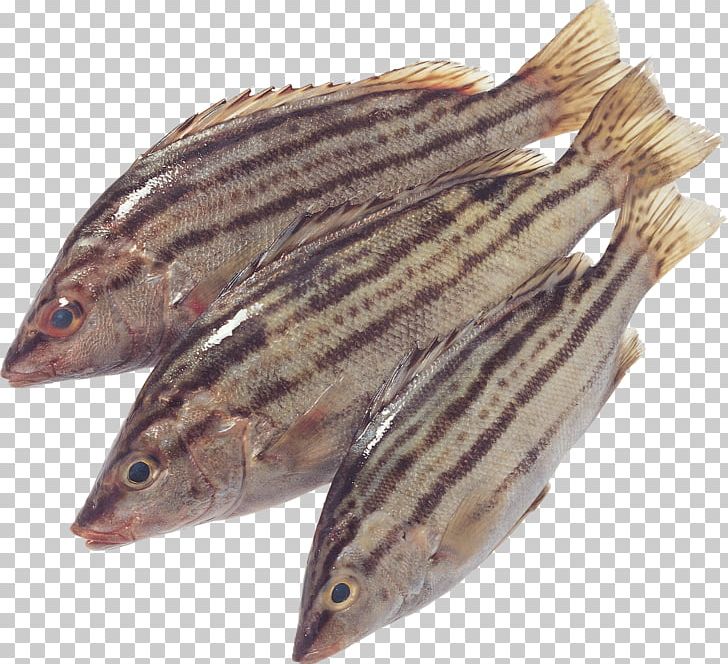 Fish Capelin Photography PNG, Clipart, Anchovy, Animals, Animal Source Foods, Bighead Carp, Capelin Free PNG Download