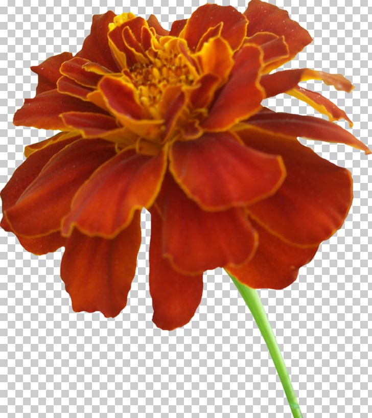 Mexican Marigold PNG, Clipart, Annual Plant, Cut Flowers, Daisy Family, Document, Download Free PNG Download