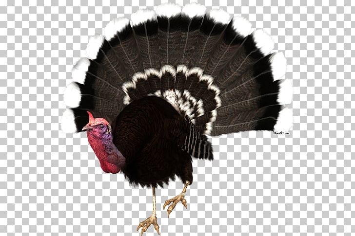 Turkey Meat PNG, Clipart, Beak, Clip Art, Desktop Wallpaper, Domesticated Turkey, Drawing Free PNG Download