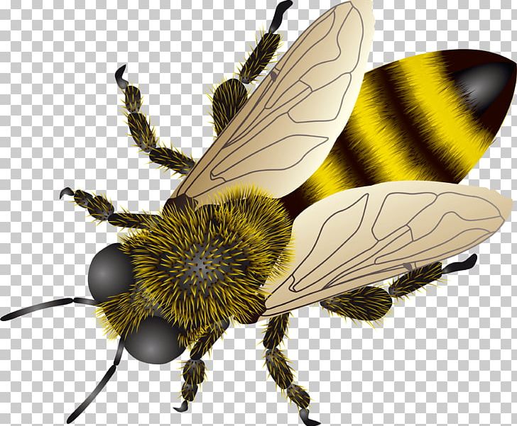 Western Honey Bee Insect PNG, Clipart, Africanized Bee, Arthropod, Backpacking, Beautiful, Bee Free PNG Download