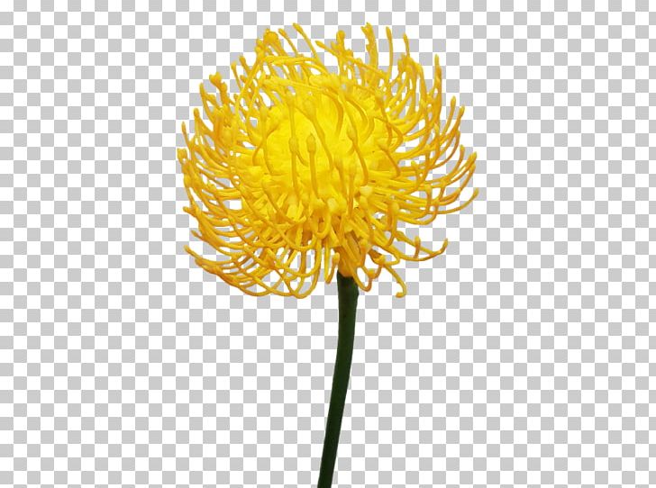 Common Dandelion Pollen Chrysanthemum Plant Stem PNG, Clipart, Chrysanthemum, Chrysanths, Common Dandelion, Daisy Family, Dandelion Free PNG Download