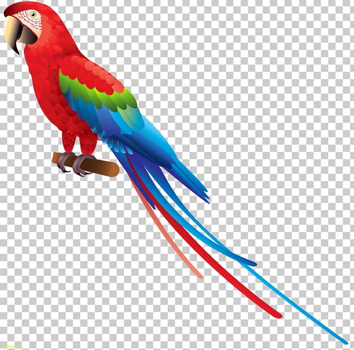 Parrot Bird Budgerigar PNG, Clipart, Animals, Beak, Bird, Blue, Blueandyellow Macaw Free PNG Download