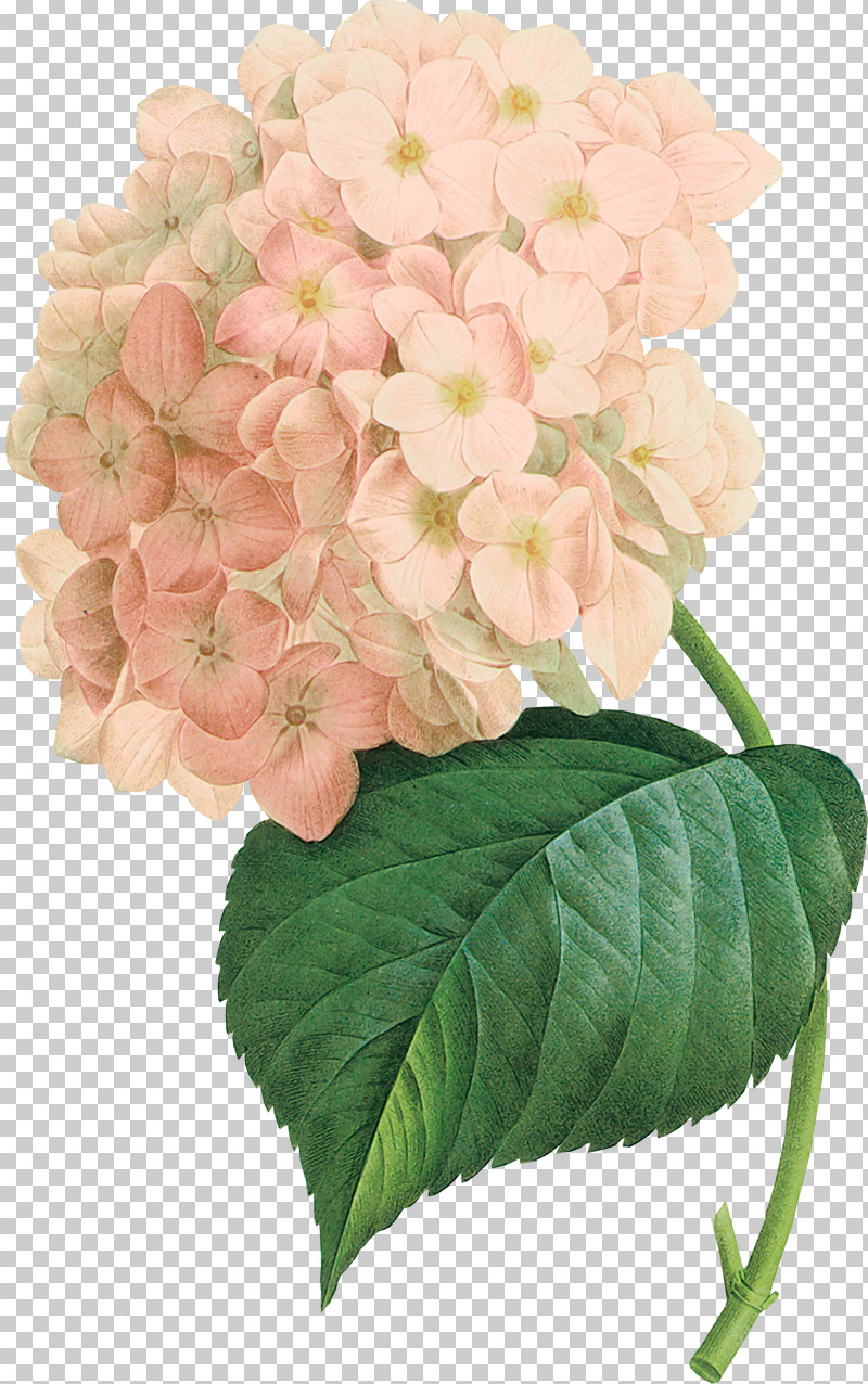 Flower Plant Hydrangeaceae Hydrangea Petal PNG, Clipart, Bouquet, Cornales, Cut Flowers, Flower, Garden Phlox Free PNG Download